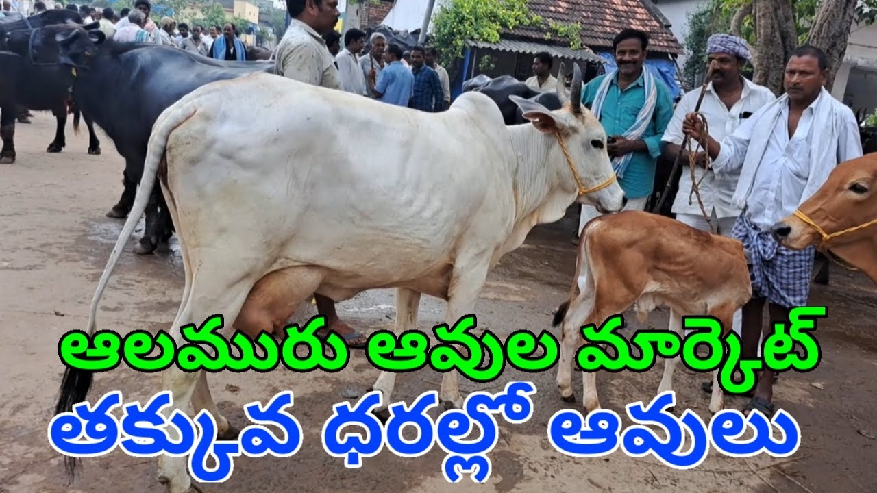 ఆలమురు ఆవుల మార్కెట్ తక్కువ ధరల్లో ఆవులు 9 5 23 Aalamuru cows market