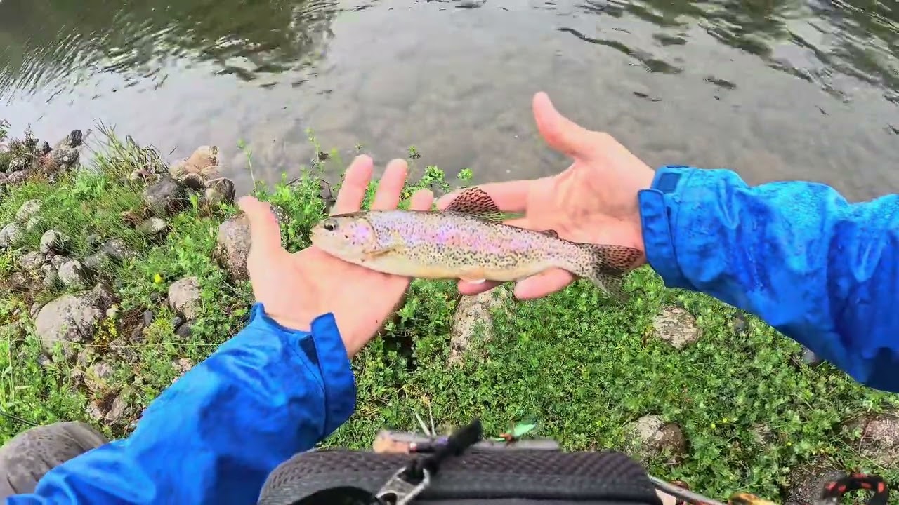 Стрекоза Dragontail Hellbender на ручье в дикой Патагонии