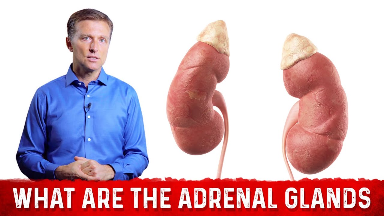 What are the Adrenal Glands? &ndash; Effects of Cortisol & Adrenal Hormones &ndash; Dr.Berg