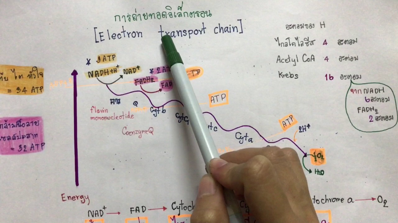 การถ่ายทอดอิเล็กตรอน ฉบับรวบรัดเข้าใจง่าย