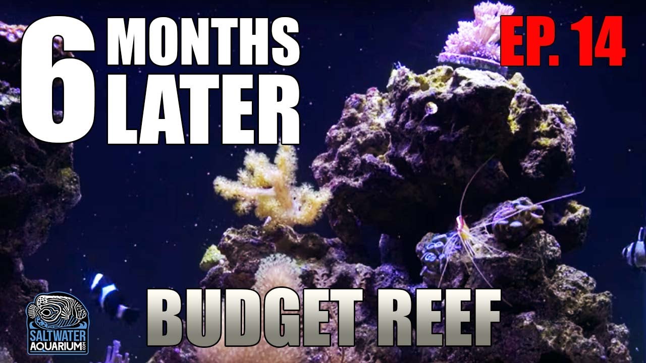 Budget Reef Tank - Six Months Later