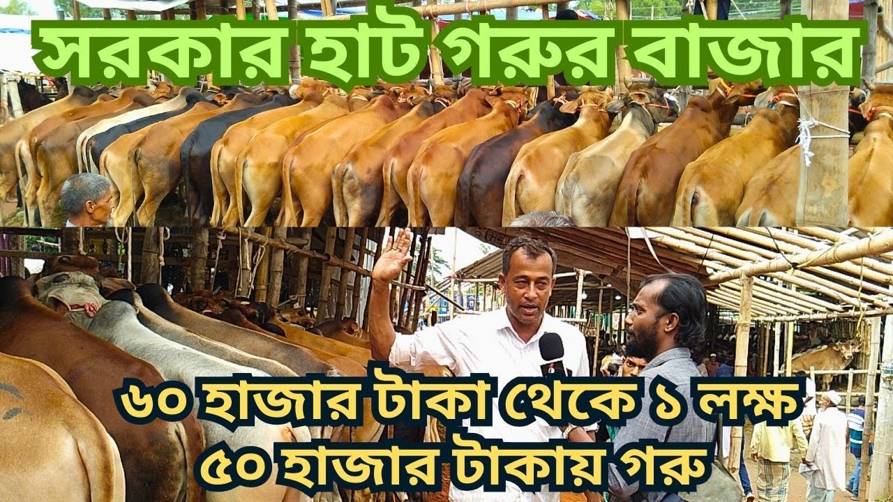 ৫০ হাজার থেকে ১ লক্ষ্ ৫০ হাজার টাকার গরু। সরকারহাট, আনোয়ারা, চট্টগ্রাম। ২০২৫ কোরবানি গরু।