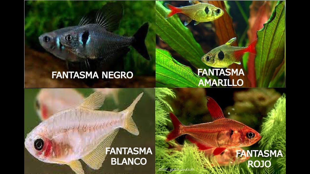 Los tetra Fantasma (Ghost) que no conocías
