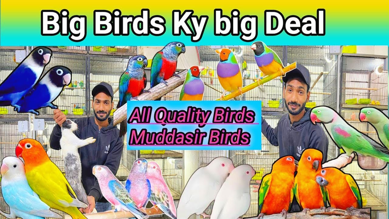 Canal birds Market ky New Update ❤️ ll Quality Birds Shop Muddasir Birds 😍