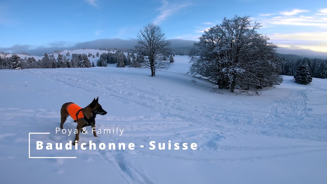 Family, Friends and Malinois in Snow 4K