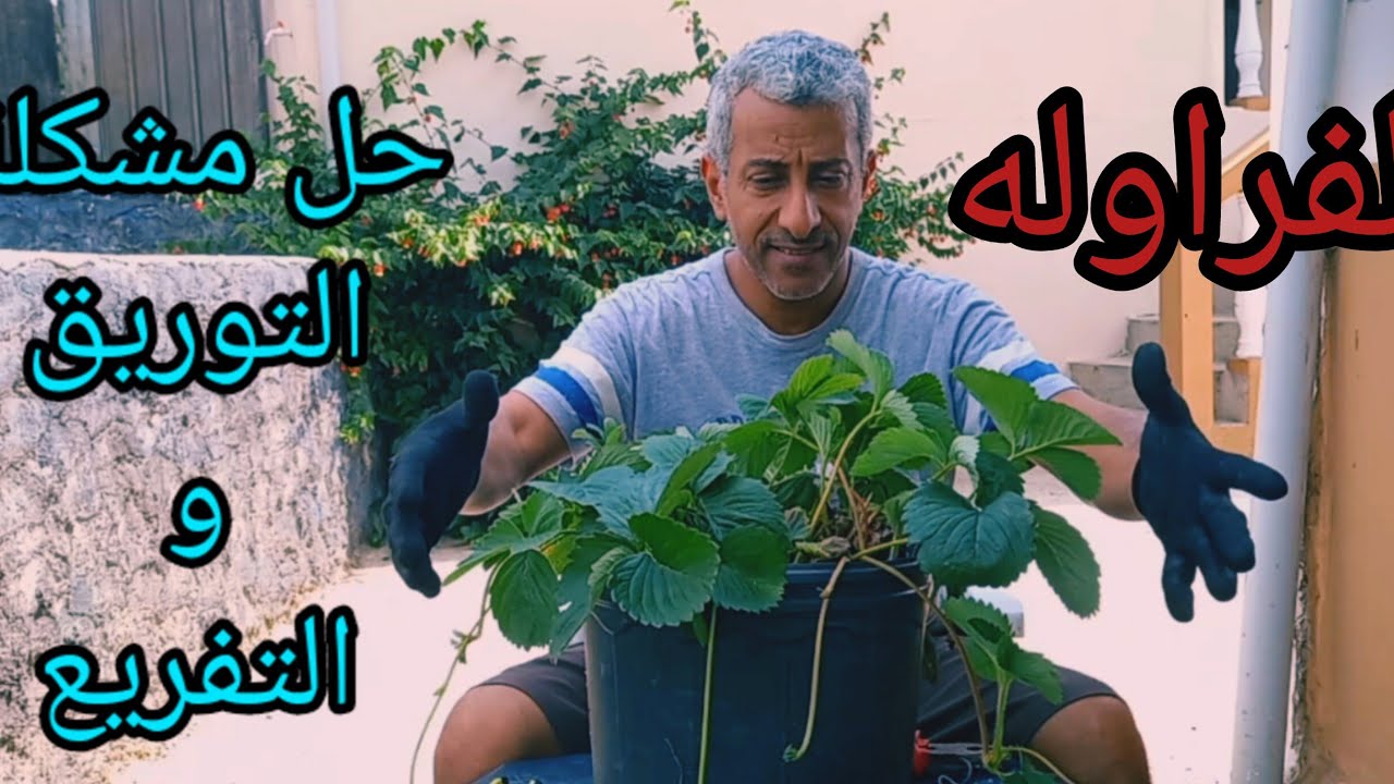 الفراولة 🍓 مشكلة توقف الفراولة عن الإزهار و إعطاء الثمر 🤔 شاهدو المشكلة و طريقة الحل