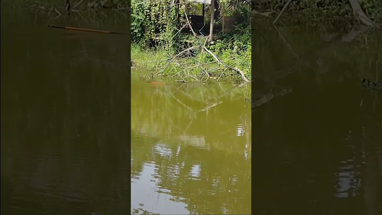 Menegangkan pancing kena sambar monster #viral #fyp #ikan