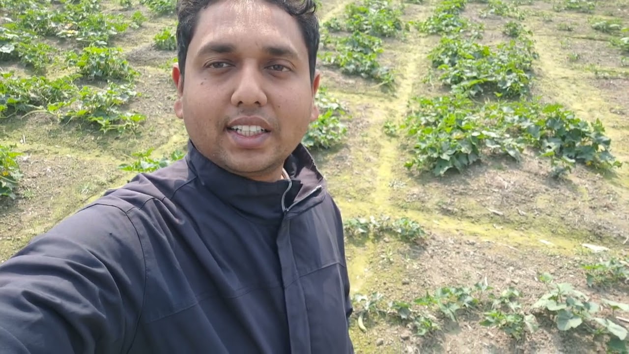 খিরার জমি থেকে 