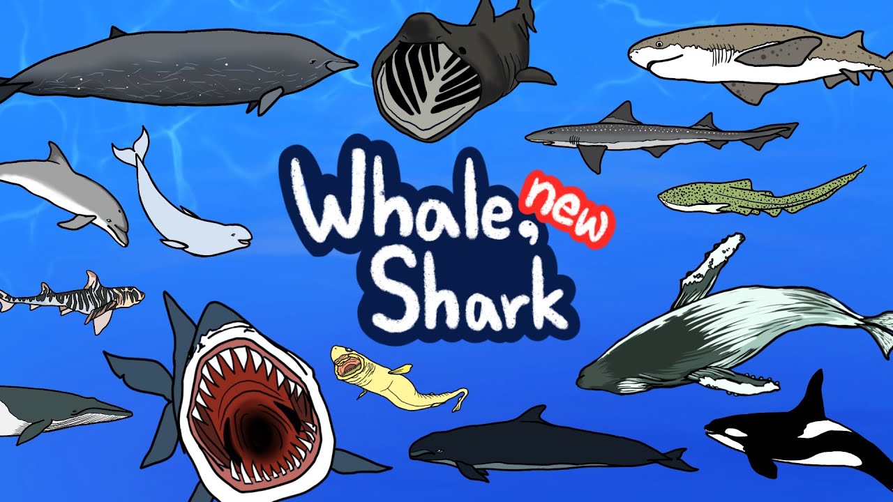 NEW Whale & Shark  | What kind of Whales and Sharks lives under the sea? | Kids Draw