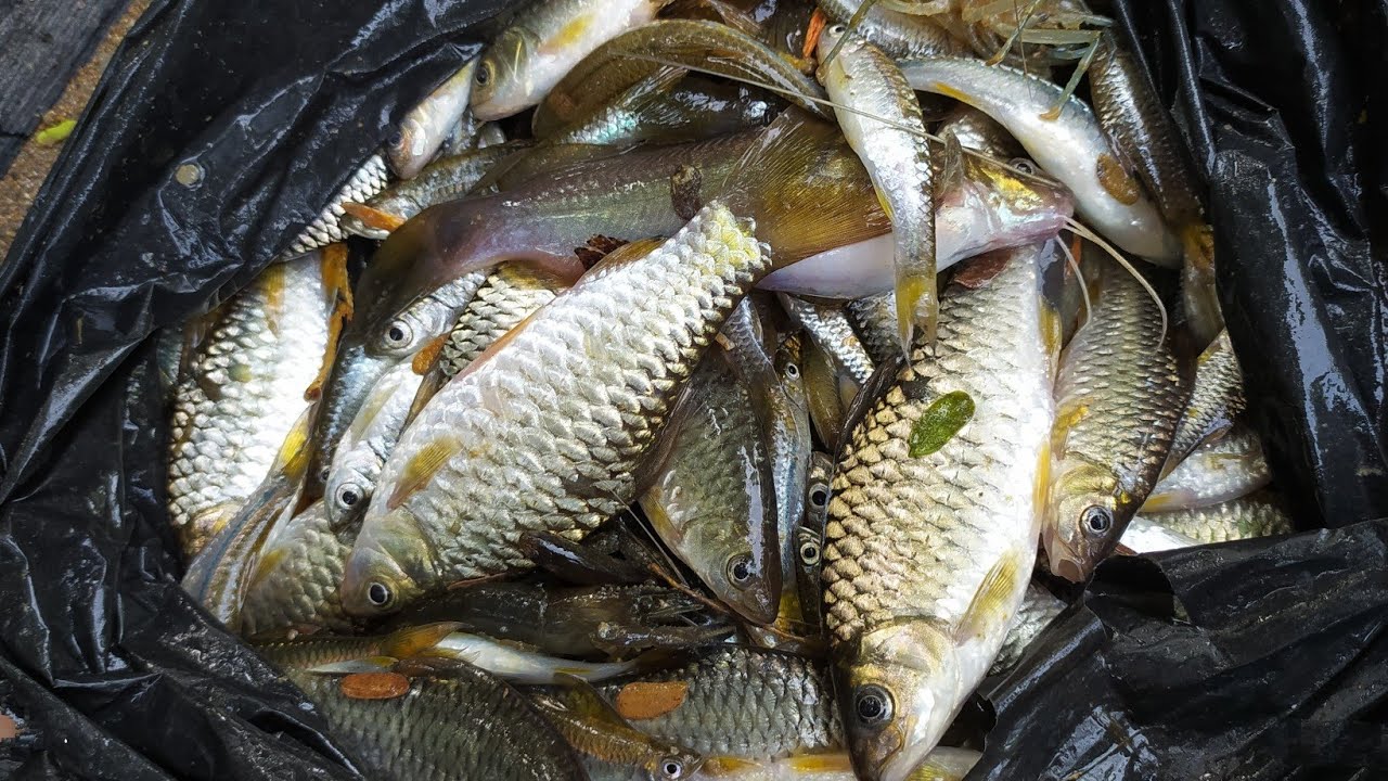Masang Bubu Payung Di Sungai Besar
