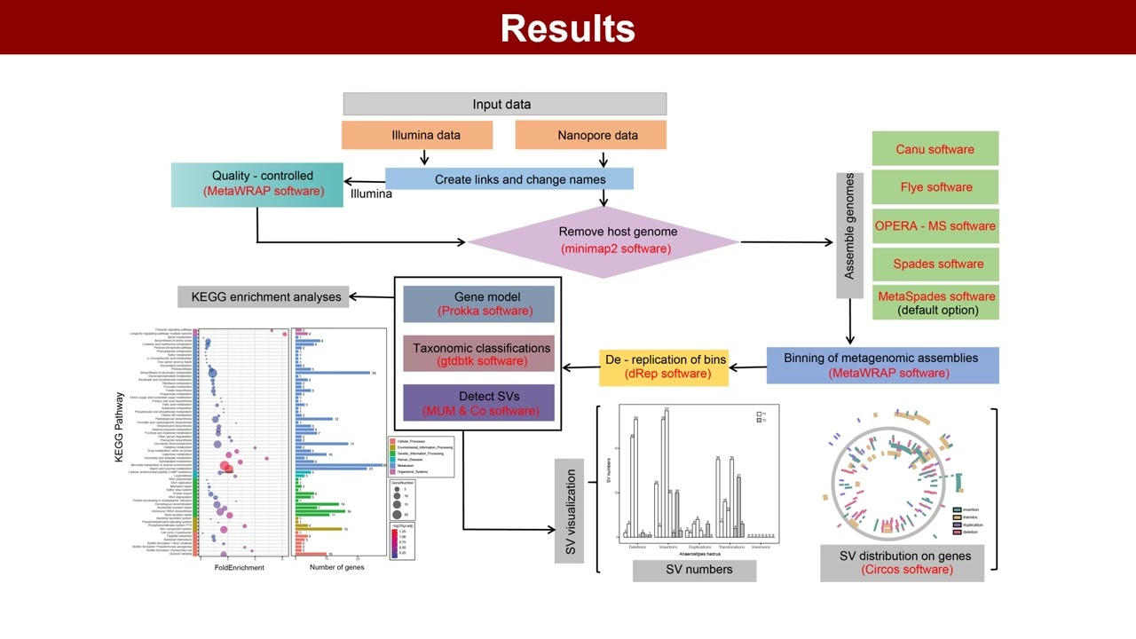 iMeta | MetaSVs: analysis and visualization of structural variants in metagenomes