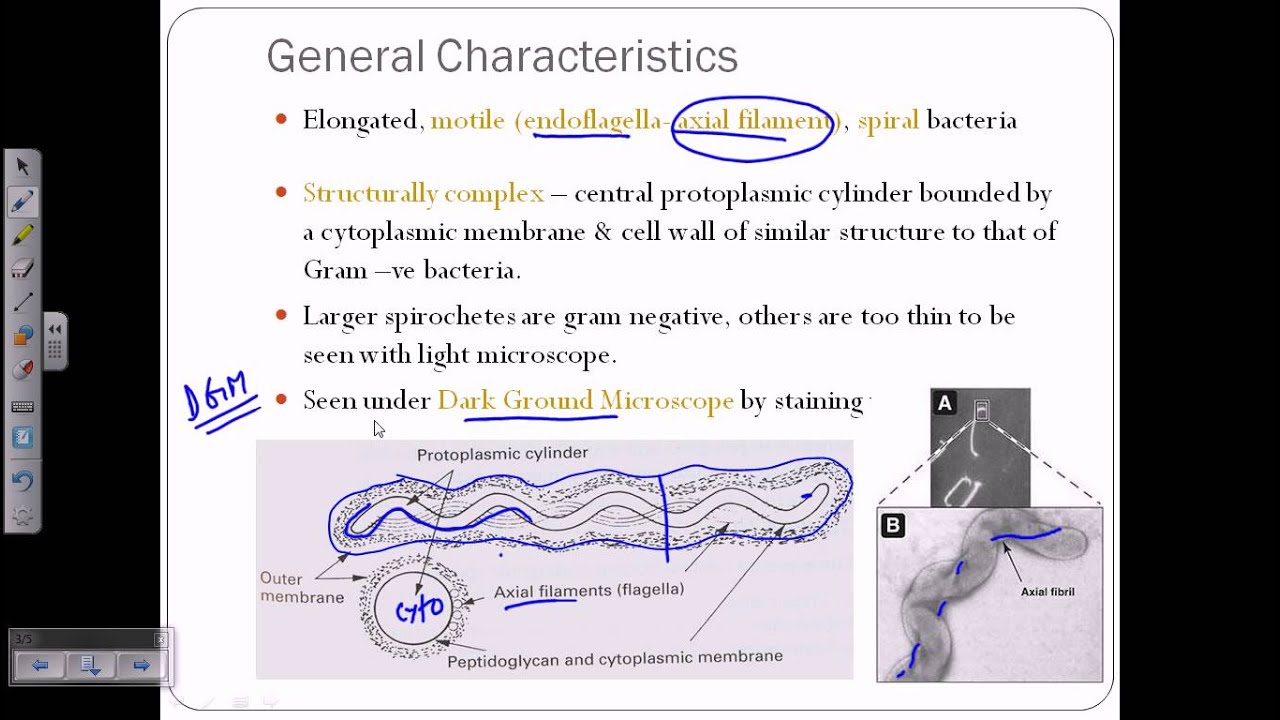 Spirochetes introductiion