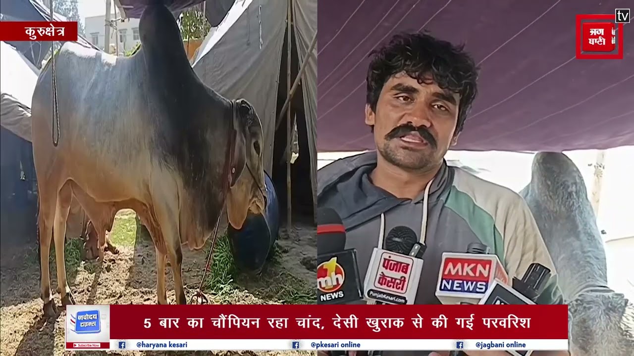 पशु मेले में आकर्षण बना पाकिस्तान की थारपारकर नस्ल का बुल ‘चांद’, 800 किलो वजनी