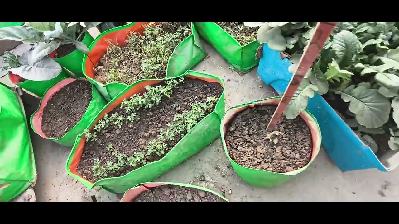 सर्दियों के मौसम में पौधों की देखभाल कैसे करे || Winter season plant care 