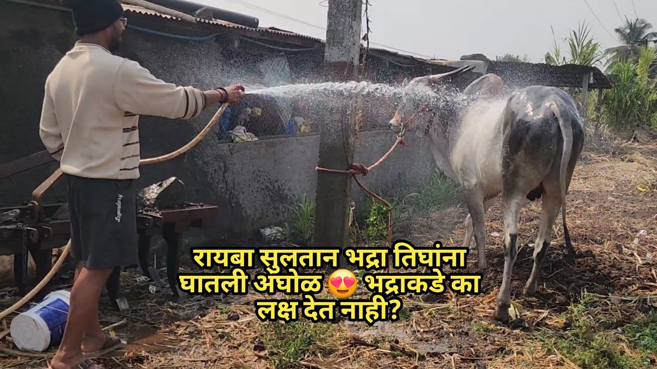 रायबा सुलतान भद्रा तिघांना घातली अंघोळ 😍भद्रा कडे का लक्ष देत नाही? | Bailgada Sharyat |