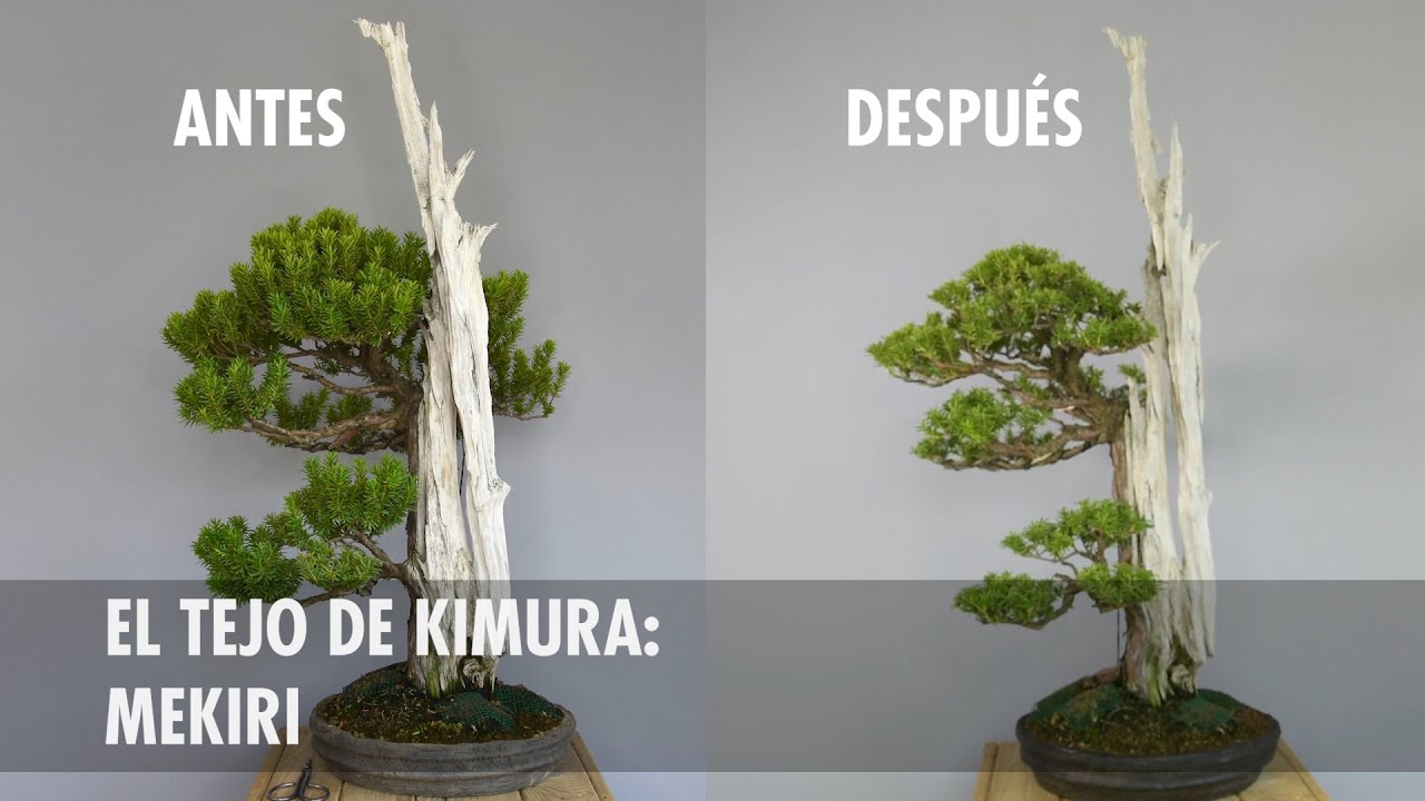 Mekiri al Tejo de Kimura