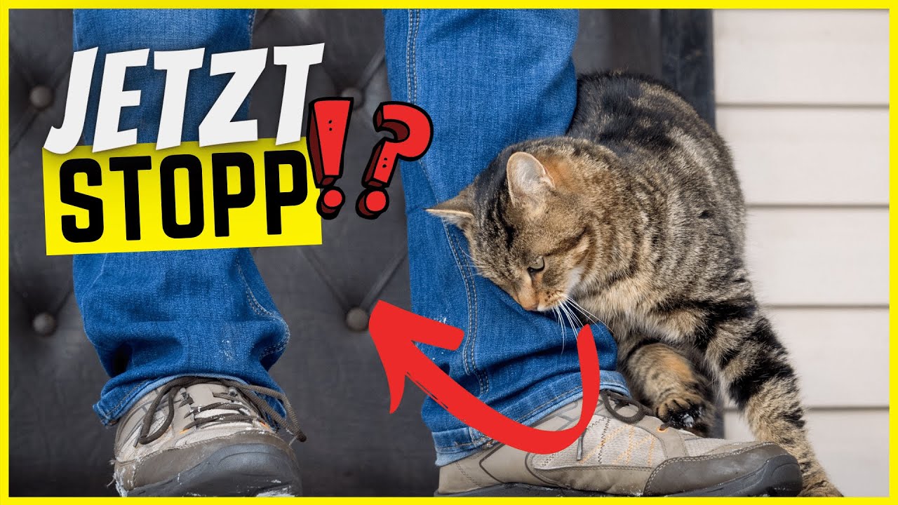 Wenn deine Katze ihren Kopf an dir reibt, HALT STILL!