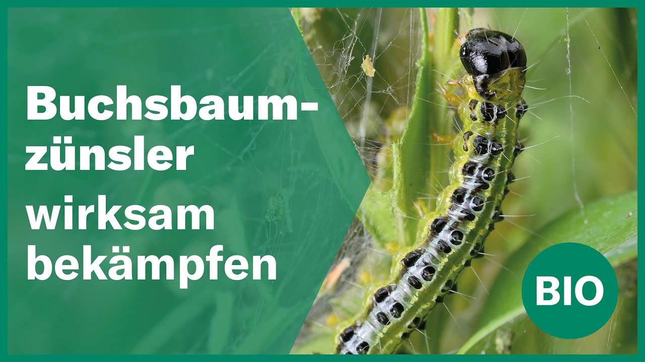 Buchsbaumz&uuml;nsler biologisch bek&auml;mpfen | Andermatt Biogarten