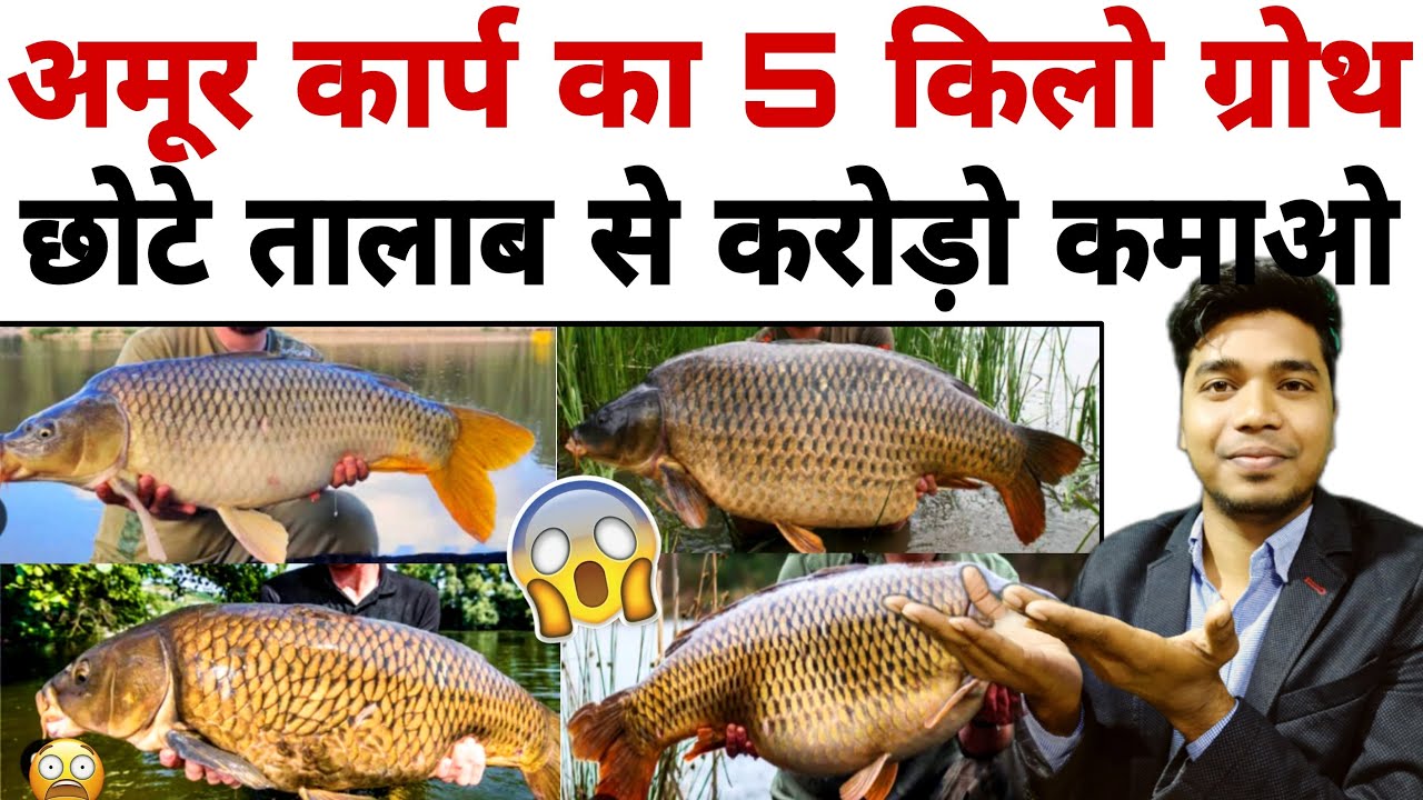 छोटे तालाब में अमूर कार्प पालन 😱 | Amur Carp Fish Farming With Small Pond