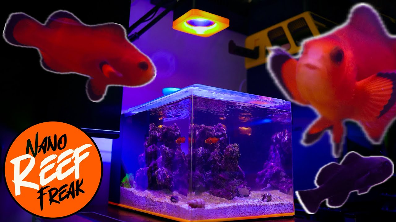 The Best Saltwater Fish for Beginners?