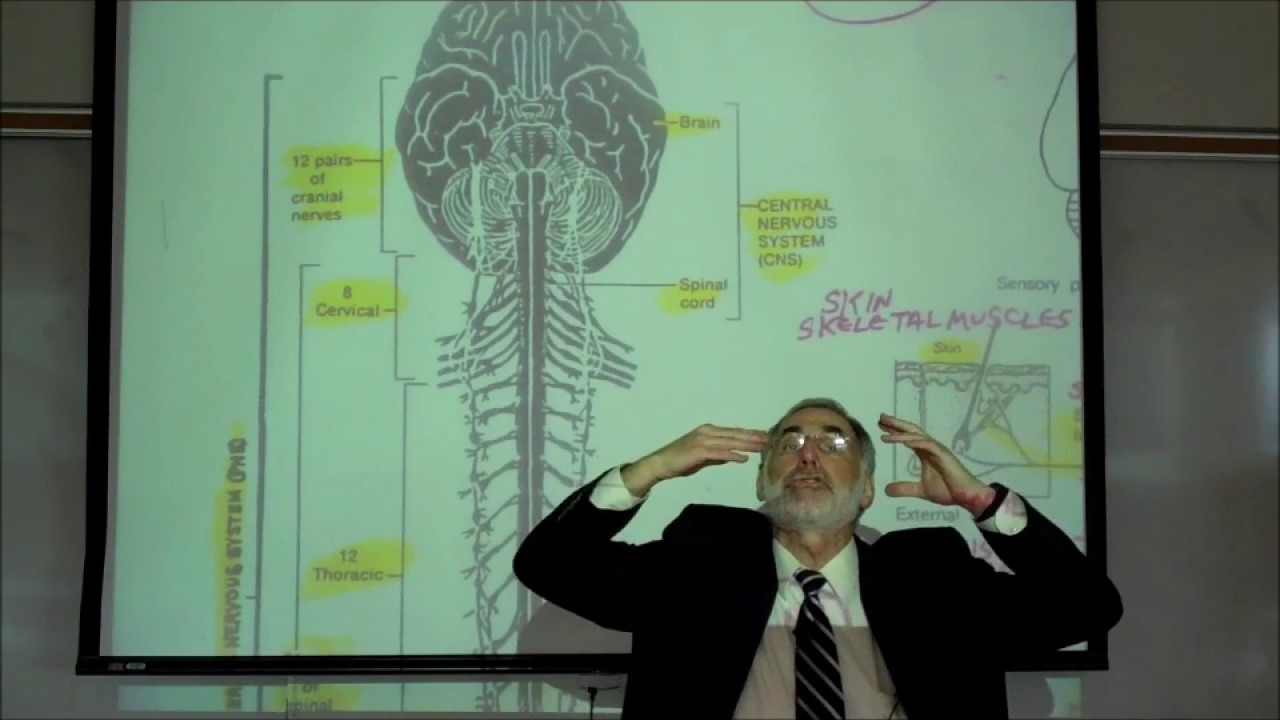 THE NERVOUS SYSTEM; ORGANIZATION & TYPES OF NEURONS; PART 1 by Professor Fink
