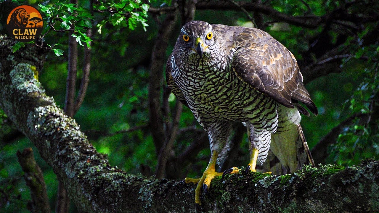 The Real Animals Behind Halloween Monsters | Claw Wildlife