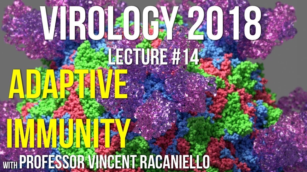 Virology Lectures 2018 #14: Adaptive Immunity