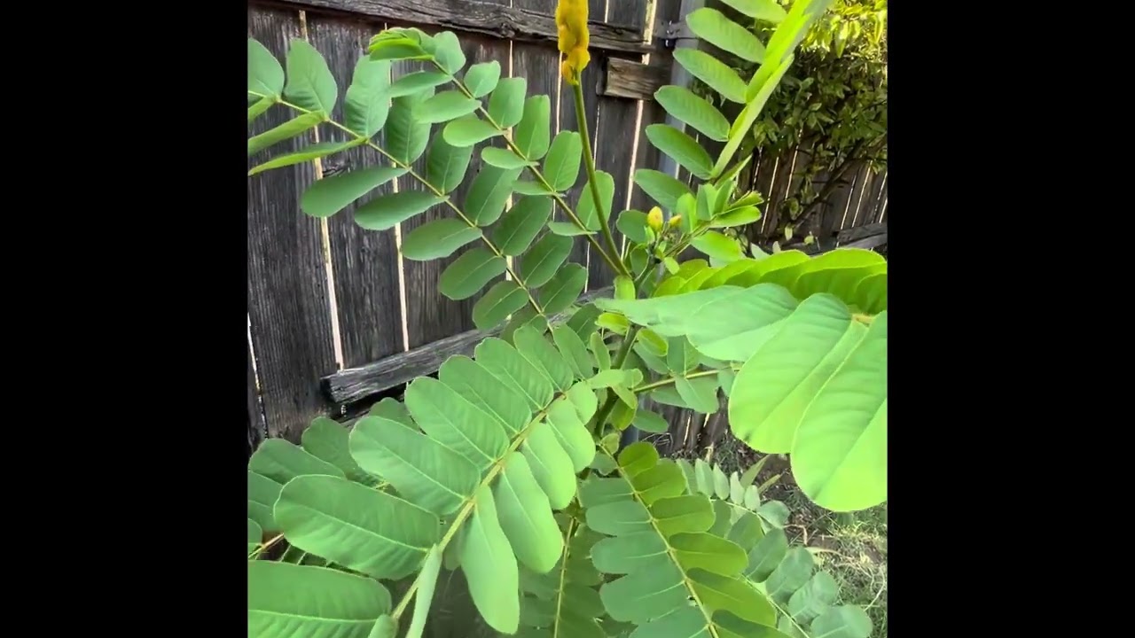 Growing Candlestick Plants 