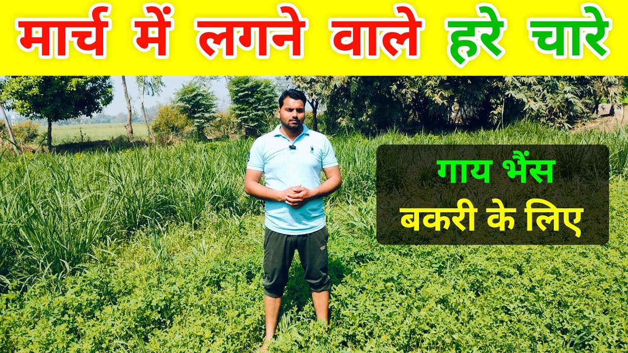 मार्च में बकरी के लिए कौनसा हरा चारा लगाए | bakri ke liye hara chara kaun sa lagaen