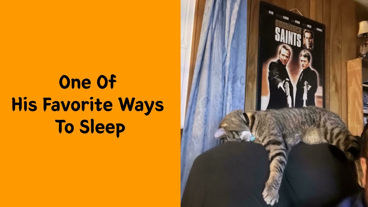 50 Times Cats Forgot How to Be Cats – And It’s Absolutely Hilarious | Funny cat