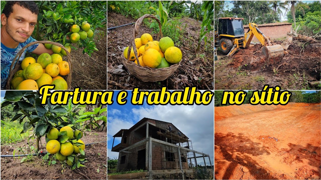 Colheita de laranja na nova plantação // Tanque finalizado  // início do reboco da minha casa