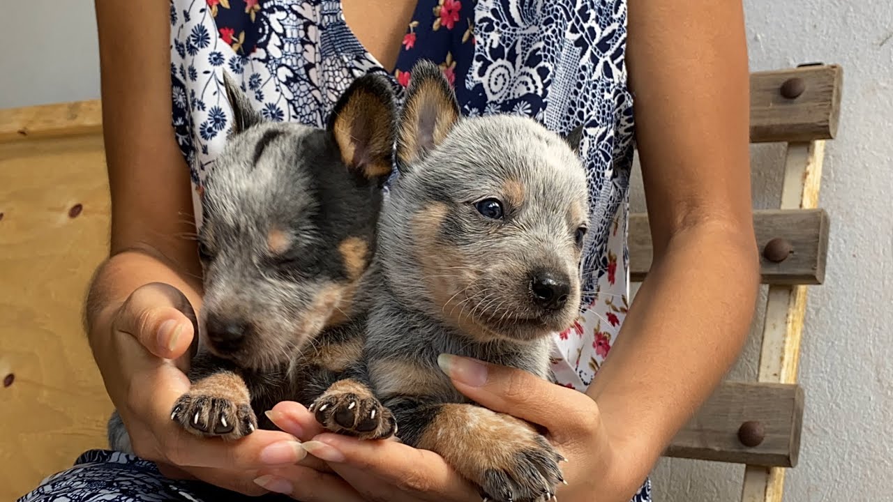 Filhotes de Blue Heeler’s com 30 dias 😍 tente não se apaixonar