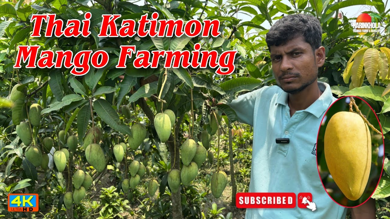 Top 12 Aunties Why Katimon Mango