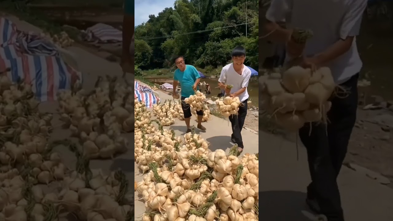 Jicama Harvest #satisfying #shot