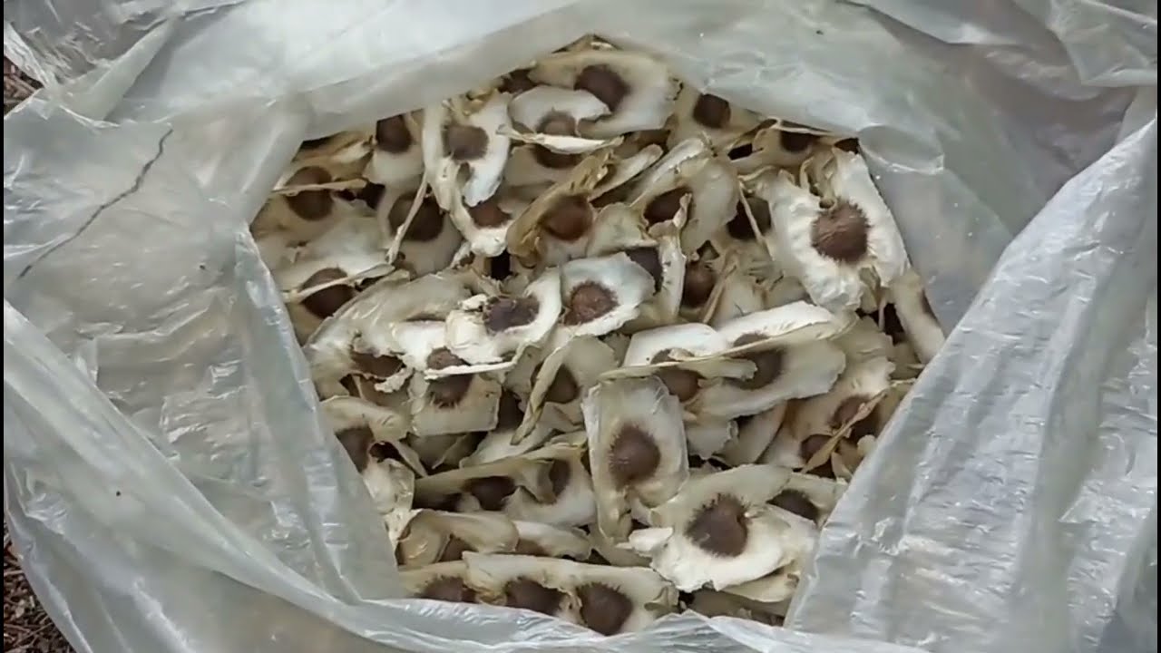 Plantando capim: a solução para alimentar o gado 