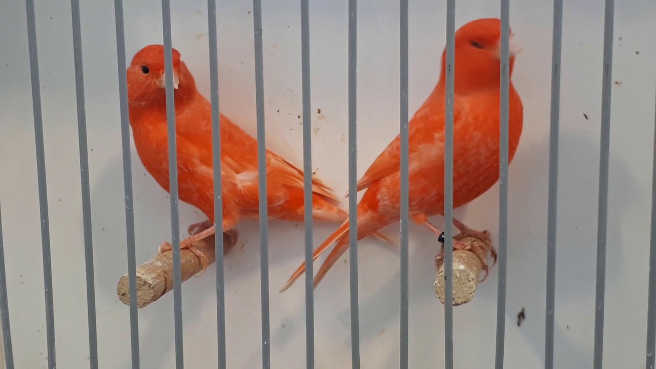 Onze vogels #1 , Rode kanarie