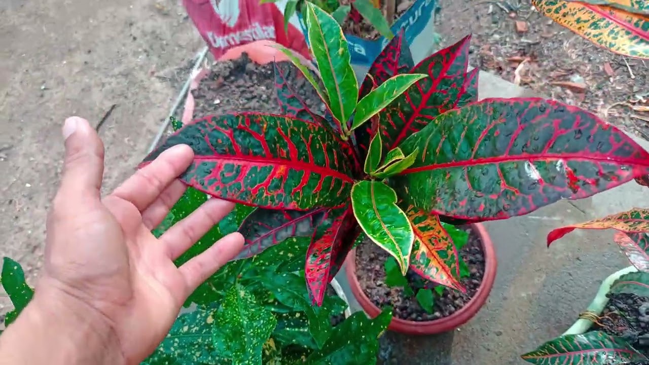 Todas as variedades da coleção 🪴🌿🌱☘️🌴🌲🌳🥦🎄