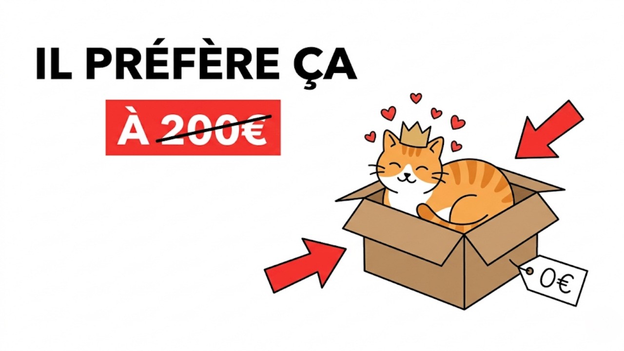 Pourquoi Ton Chat IGNORE Tes Cadeaux Pour Une BOÎTE (6 Raisons)