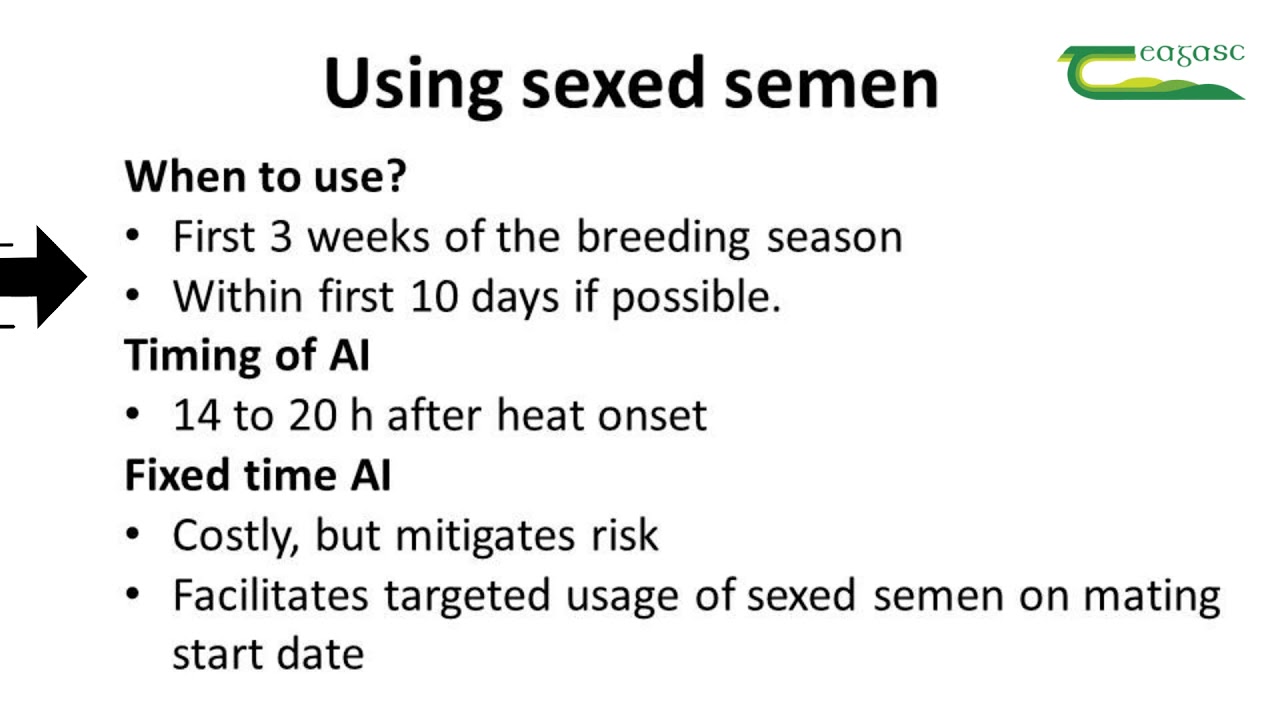 Using sexed semen