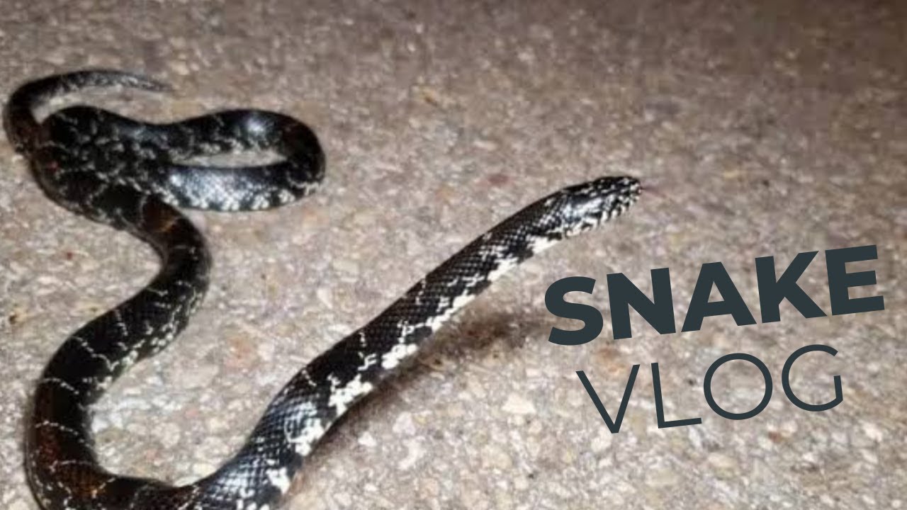 We killed a snake in our house | How to kill a snake | HSH-VLOGS