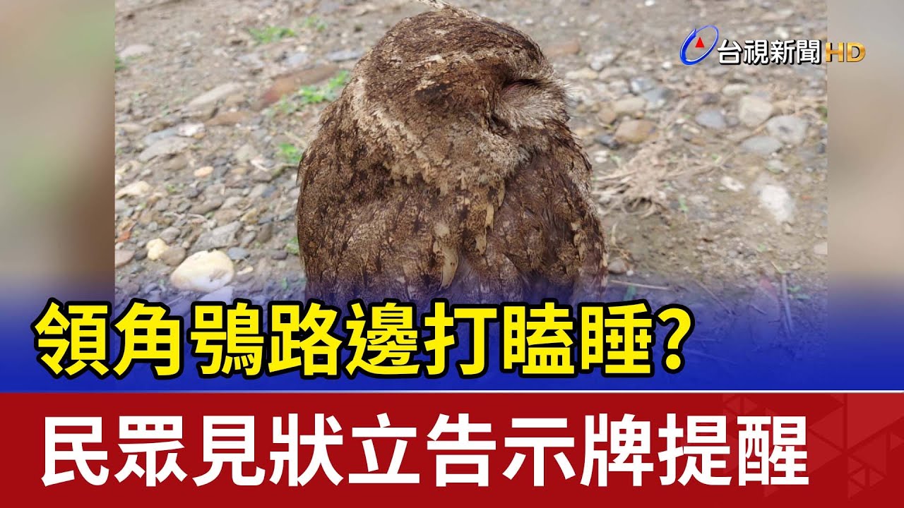 領角鴞路邊打瞌睡？民眾見狀立告示牌提醒