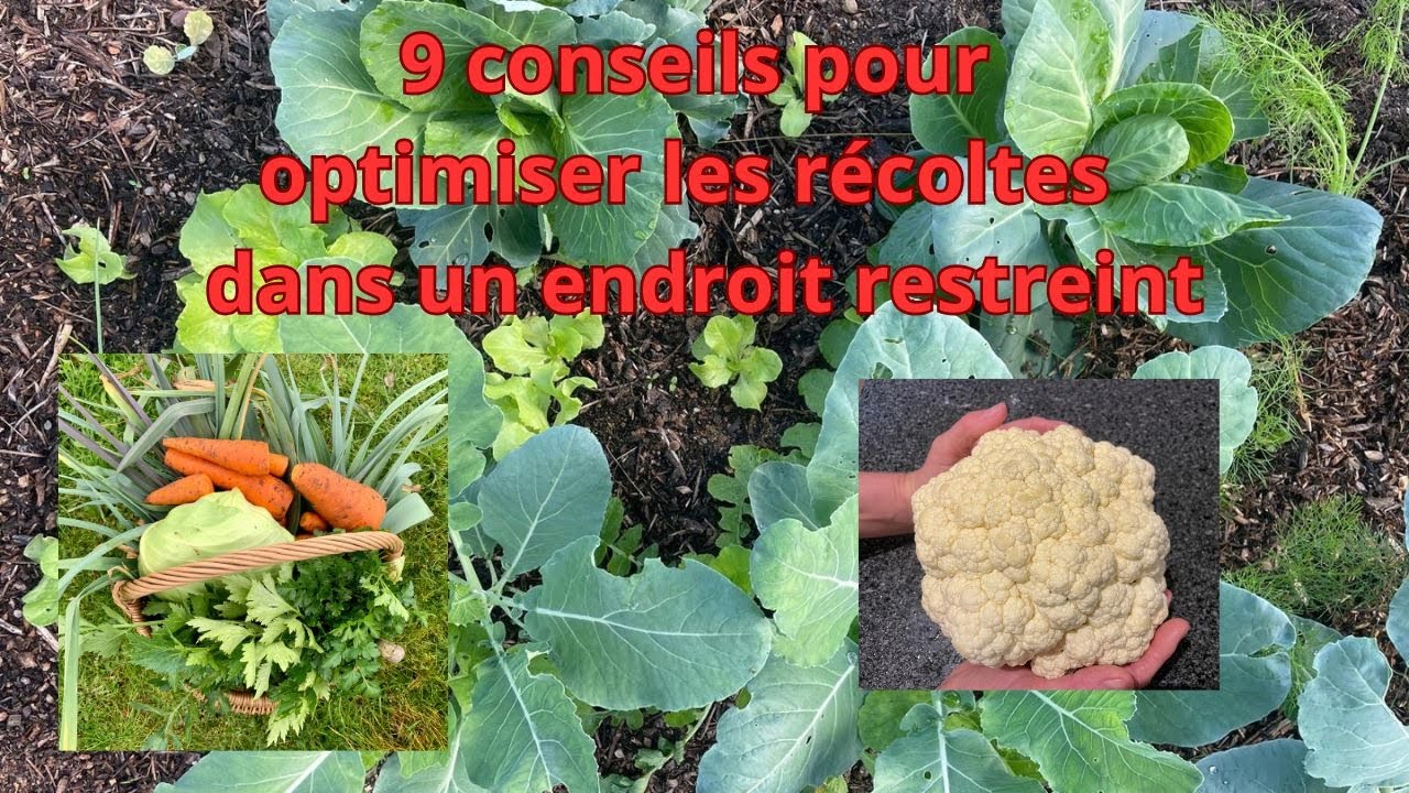 9 conseils pour optimiser les récoltes dans un endroit restreint