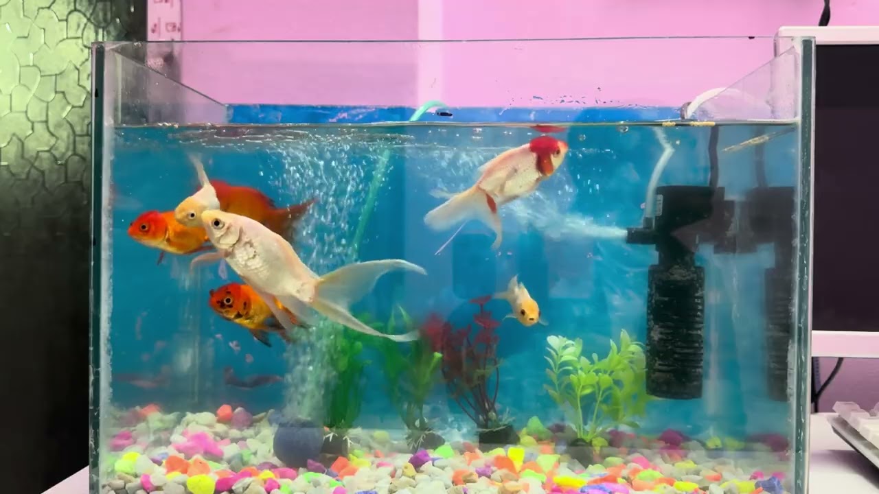 Cat TV Fish 7