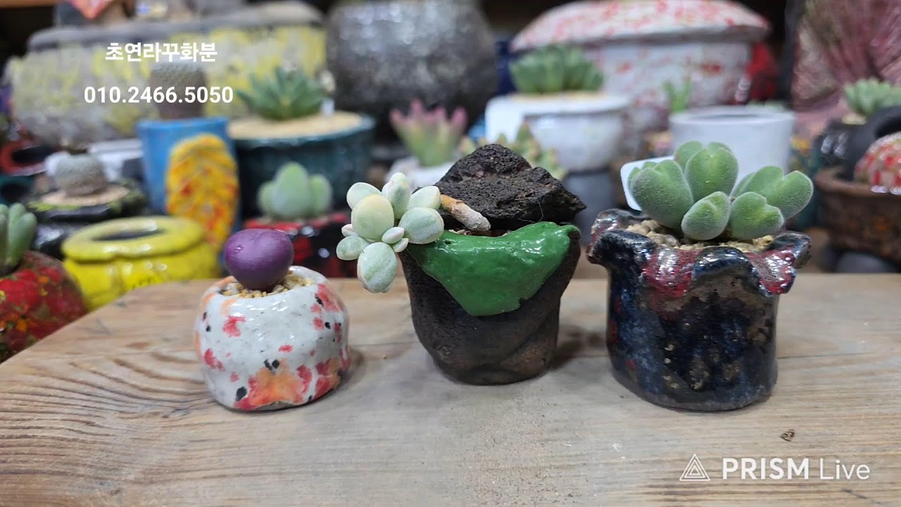 초연라꾸화분 라이브 방송