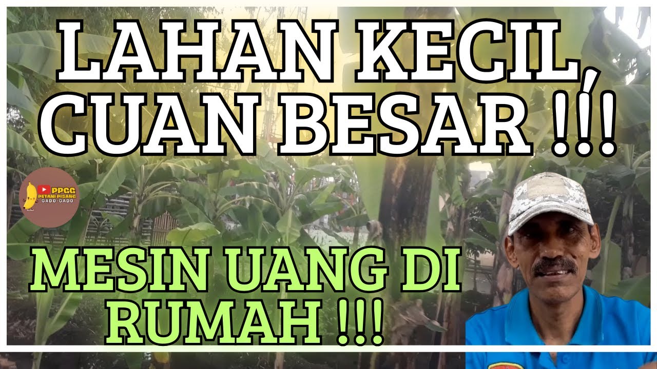 Cara Mengubah Lahan Sempit Jadi ‘Mesin Uang’ dengan Pisang!