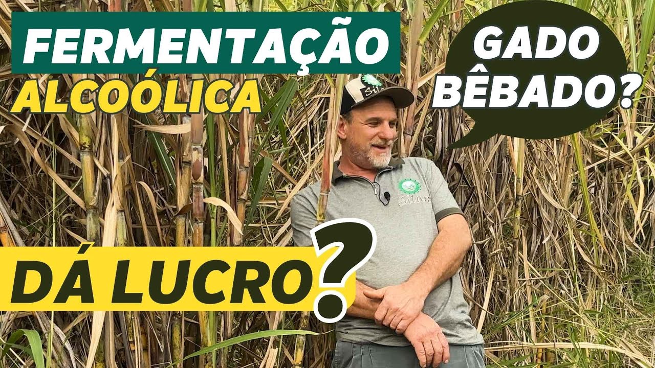 SILAGEM  DE CANA-DE-AÇÚCAR