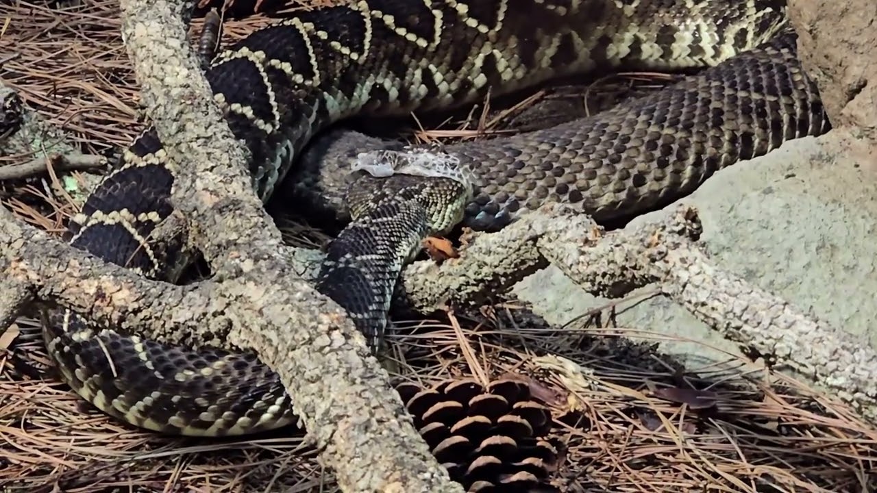 ''La Serpiente Pitón, La Serpiente Cascabel del Este y la serpiente Tigre''