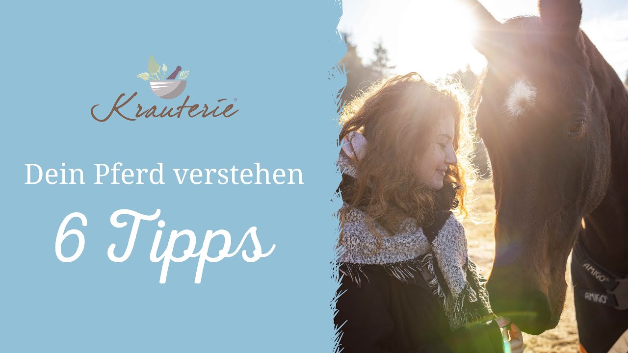 Dein Pferd besser Verstehen | Teil 1 - 6 Tipps zur Wahrnehmung von Pferde