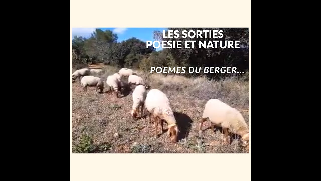Poèmes au coeur du troupeau