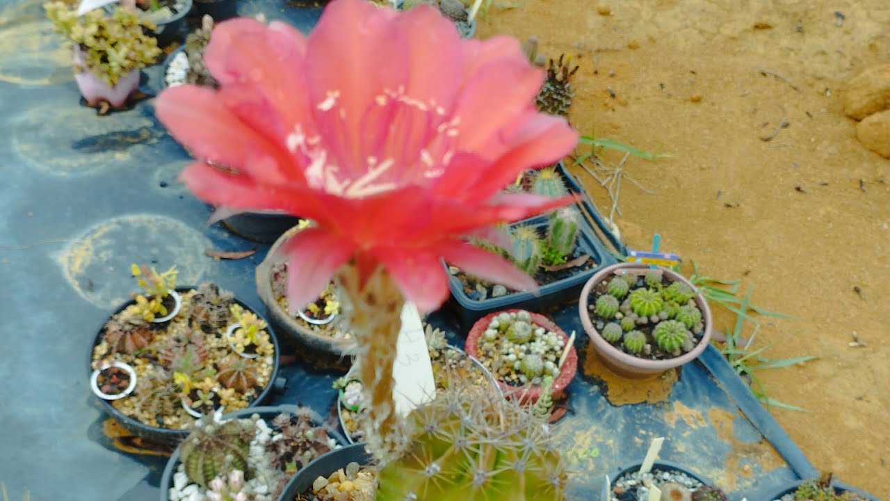 Flores dos cactos começo do mês (dezembro)